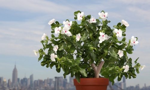 Parrot Flower Power: Twój osobisty ogrodniczy asystent!