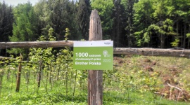 Brother Polska sadzi drzewa w Górach Stołowych